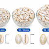 Natural Cowrie Shell 12-14mm/16-18mm/18–20mm | White Sea Shell Beads for Jewelry Making