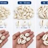 Natural Cowrie Shell 12-14mm/16-18mm/18–20mm | White Sea Shell Beads for Jewelry Making